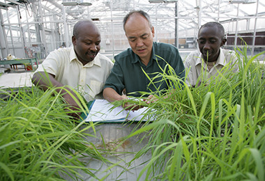 Reviewing crops in the greenhouse