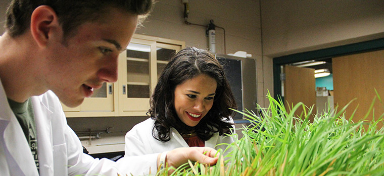 Reviewing plants in the lab